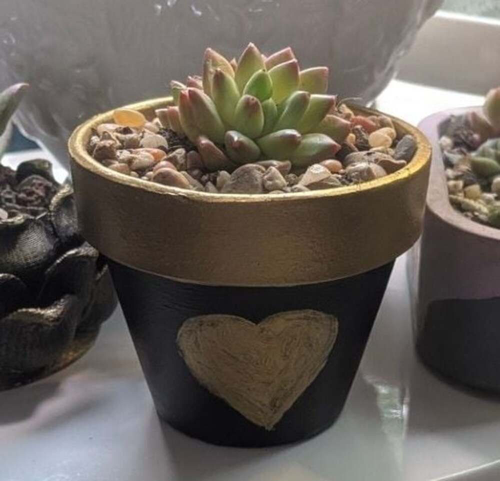 Hand-Painted Black and Gold Heart Planter w/ Echeveria Agavoides Red Tips